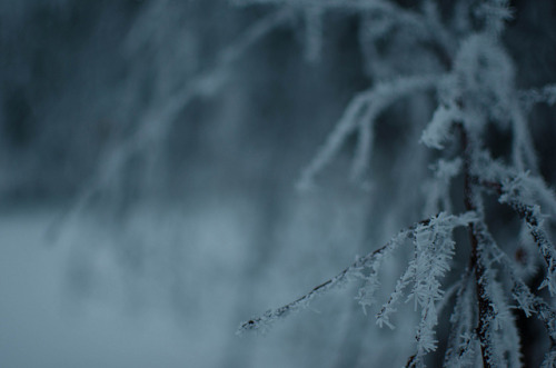 Early Morning Fog and Frost.jpg by bill fenske on Flickr.