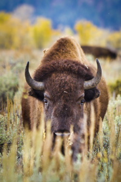 earthandanimals:   Bison in Sagebrush   Photo by Mike Cavaroc     