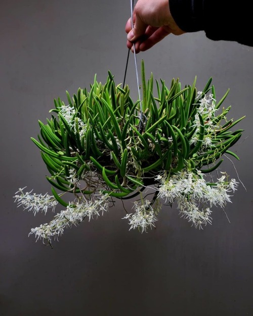 ( Australia ) grown in a 10" diameter bulb pan °°° Did you know many orchids are succulents? We