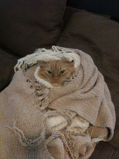 pleatedjeans:  21 Adorable Tucked in Cats