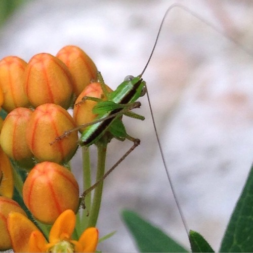 katydid nymph butterfly weed