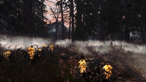 darkfantasyskyrim: Witchmist Grove + Technicolor Alchemy overhaul + Flower Fields