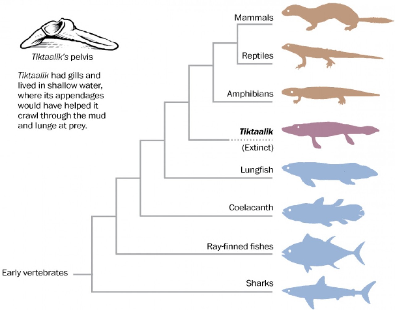 teaching science — Tiktaalik, an Evolutionary “Missing Link” Ten...