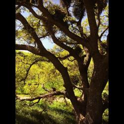 #eastbay #eastcounty #antioch #blackdiamondminesregionalpreserve