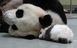 giantpandaphotos:  Yuan Yuan and her cub,