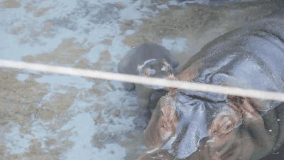 gifsboom:Meet the New Baby Hippo at San Diego Zoo. [video]