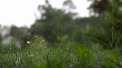 rainy–blog:  rain here