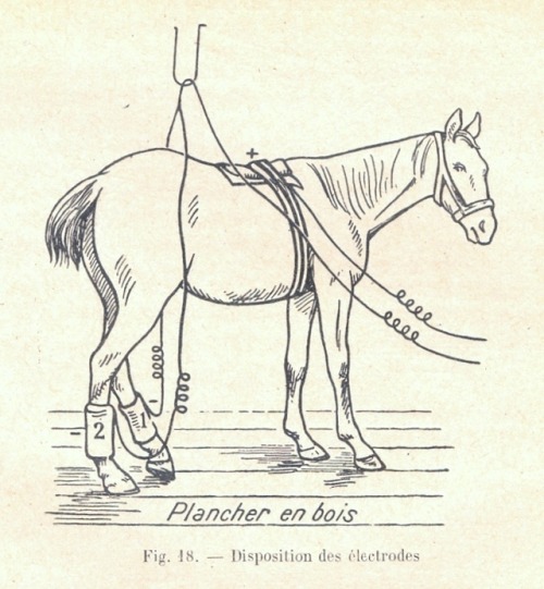 Ride the Lightening The year: 1927. The patient: a Bay foal, descended from “the best stock of Franc