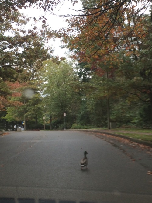 this duck won&rsquo;t move