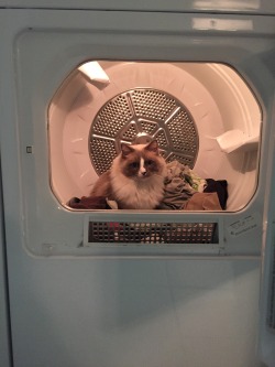 thebosskitty:  It’s caturday and someone shouldn’t be in the dryer. 