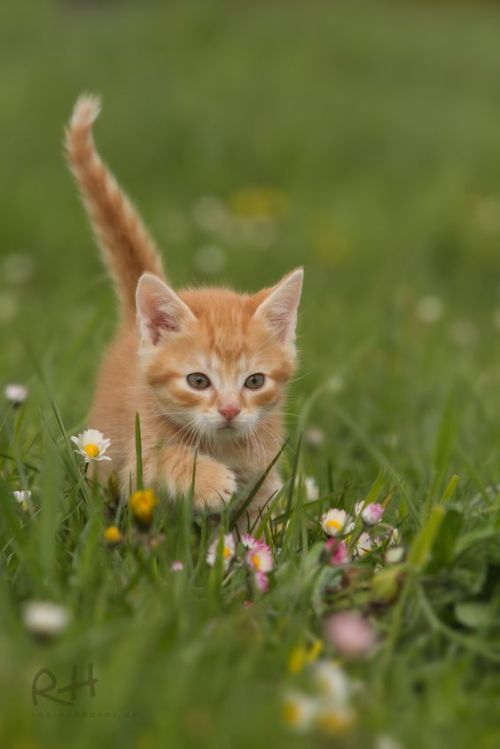 mel-cat:Springtime! ( via Regine Heuser )