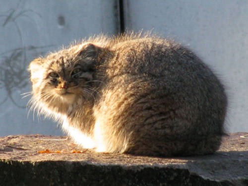 xinashouse:  lookatthatfuckinganimal:  plumbunnie:  I’ve posted them before, but omg, these never get old. Otocolobus manul / Pallas Cat / fattymcfatfat <3  One of my life goals is to have the death glare of a pallas cat.  I see the resemblance.