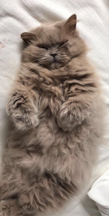 world-of-cats:  Source