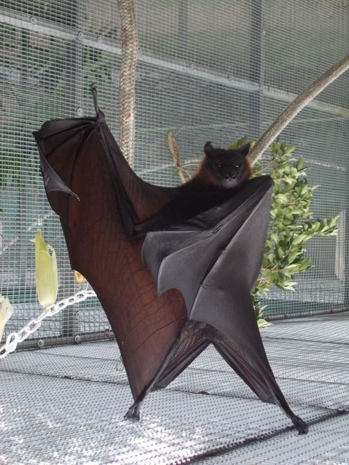 i love bats