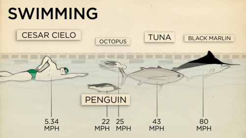 skunkbear:Here’s how human athletes (our very BEST human athletes) measure up against a few other me