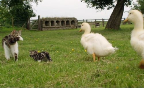 (via DIhbSrb.jpg (640×392)) lovemeow.com/2015/07/della-cat-mama-babies/