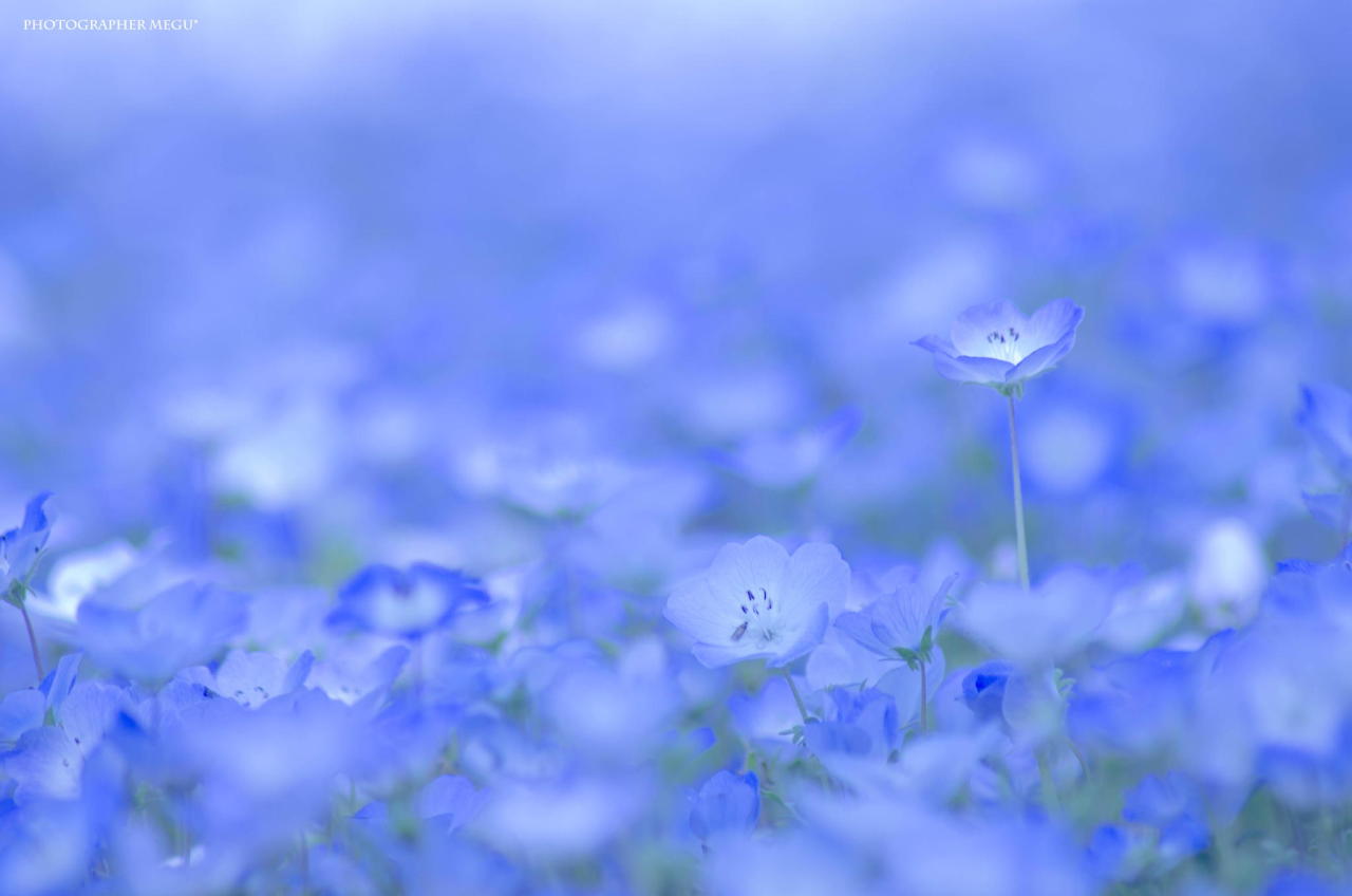 itscolossal:  A Sea of 4.5 Million Baby Blue Eye Flowers in Japan’s Hitachi Seaside