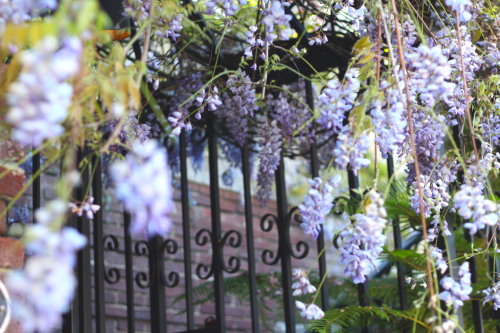 Wisteria gate in SF