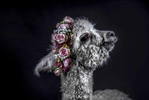 Tina Sturzenegger (Swiss, b. 1978, Geneva, Switzerland, based Zug, Switzerland) - Untitled (Alpaca w