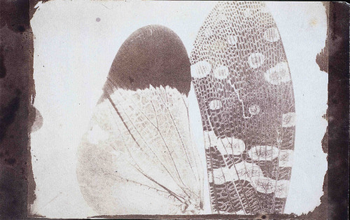 Insect Wings, 1840-1860