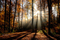 euph0r14:  nature | rays of light | by fjeril | http://ift.tt/1k3Ofr1 