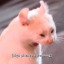 okthisisthelastoneiswear