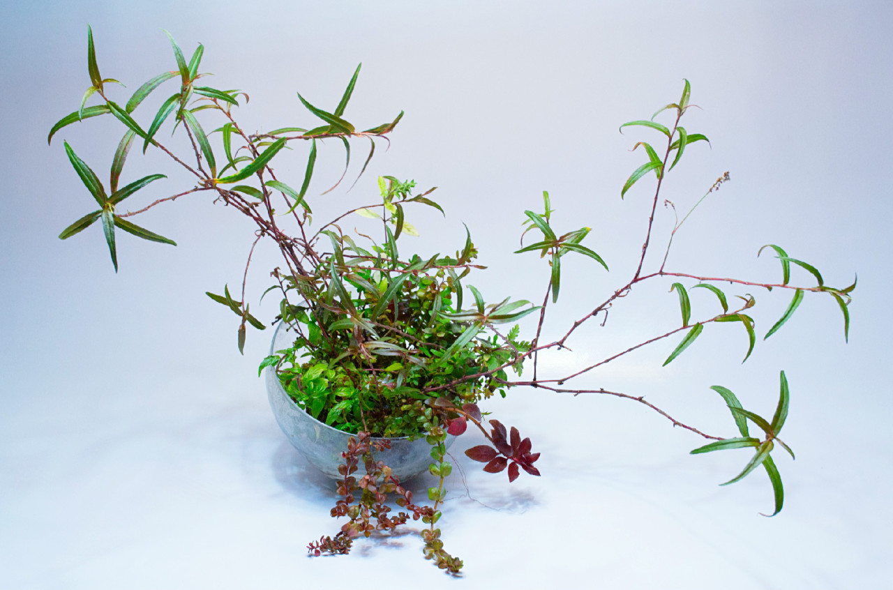 Wabi Kusa: One of my own Wabis from last years Project
Seems that i`ll have to do some trimming soon!
The Plantlist: Polygonum “pak chong”, Hygrophila lancea, Hygrophila pinnatifida, Ludwigia super red, some Rotala species, a bit of Hydrocotyle...
