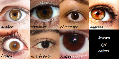 sequestra:  assbutt-in-the-garrison:  tevlek:  devilchestnut:  bakurakat:  andrewscotttouchingthings:  rationalobjectivism:  goddessofsax:  Blue, brown, and green eye colors  Nut brown in da house  Chartreuse yooooooo now I know what to call them, instead