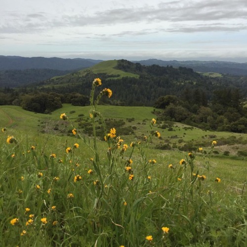 forestfeast:Our hike today was so full of wildflowers. #happyearthday! (at Russian Ridge Open Space 