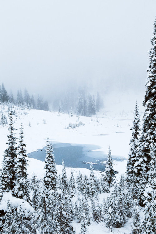 intotheclearing: by Forrest Mankins