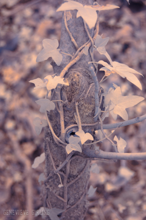 Moss and ivy covered branches.Taken with an infrared converted camera.