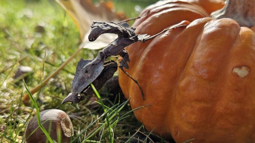 Autumn Photoshoot Featuring Nyx, My Subadult Darth Vader Mantis! Isn't She Spooky! I Hope To Breed Her