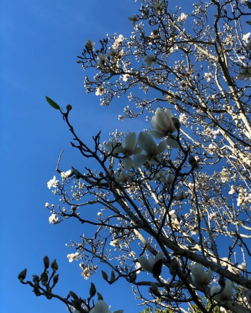 #blooming (at San Francisco Conservatory Of Flowers) Https://www.instagram.com/p/Bs9FOREAsfI/?utm_source=ig_tumblr_share&igshid=12shka2ntb1sm