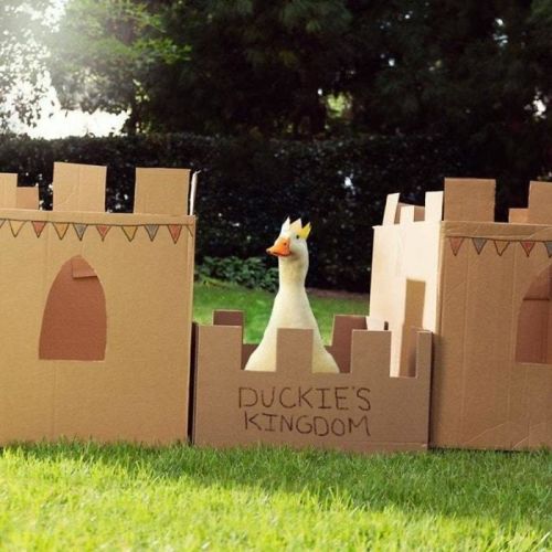 thesassyducks: The golden goose. A benevolent ruler