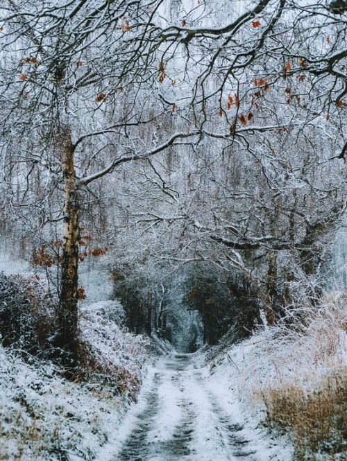 silvaris:  Winter Bridleway by Daniel Casson