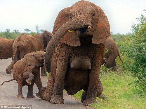 In case you’ve ever wondered about elephant breasts and their interestingly chesty placement