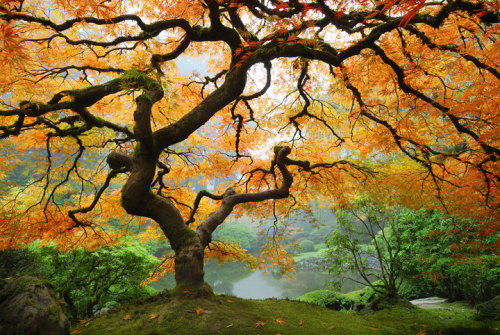 by-grace-of-god:  Changing seasons of the much photographed maple tree at Portland’s Japanese Garden 