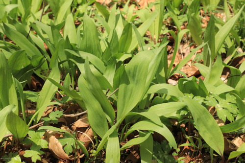 April in an Appalachian forest.From top: ramp (Allium tricoccum); pin cherry (Prunus pensylvanica), 