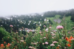 megannmclellan:  Wild flowers // Mount Rainier 