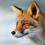 atlanticfox79