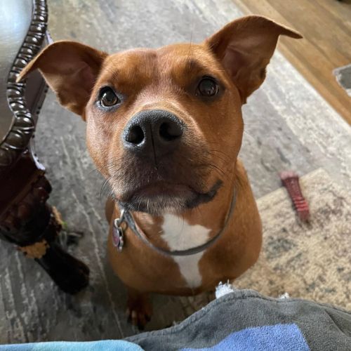 “Nope. No idea who could’ve chewed on the coffee table, mom.” #dogs #dogstagram #dogsofinsta #dogsof