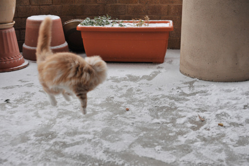 XXX thefrogman:  Jonesy’s first snow by Elizabeth photo