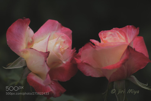 Two Roses by 6345miyamoto