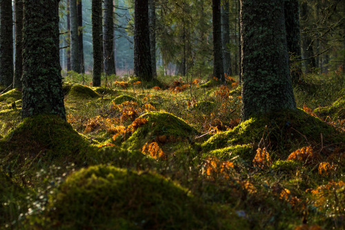 90377:Light and Ferns by Siim Vaar