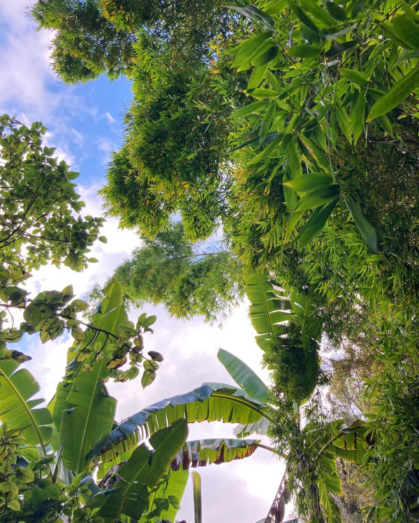 Hawaii , https://www.tumblr.com/tropic-havens/742595042915598336/