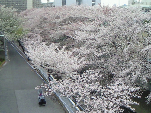 haruka-nature: Kandagawa, Shinjyuku Tokyo Last Sunday of Sakura season