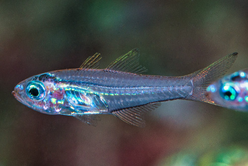 wtxch:Slender cardinalfish - Rhabdamia gracilis