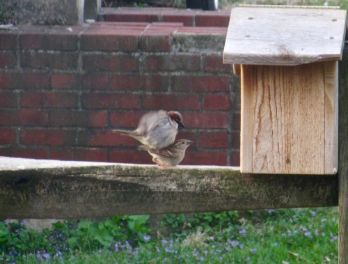 Chances look very good for a new generation of English sparrows this season. :-)