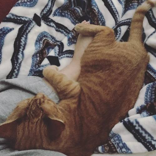 undertheevergreensky:She’s hugging my foot 😂😂 #cat