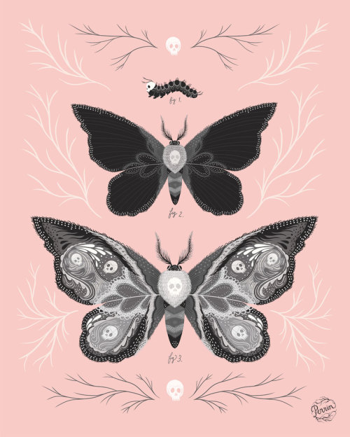 darksilenceinsuburbia: Illustrations by Perrin web // tumblr